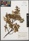 Foto von Salix waldsteiniana Willd.